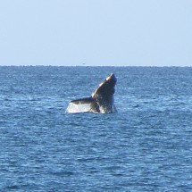Jumping Whale II